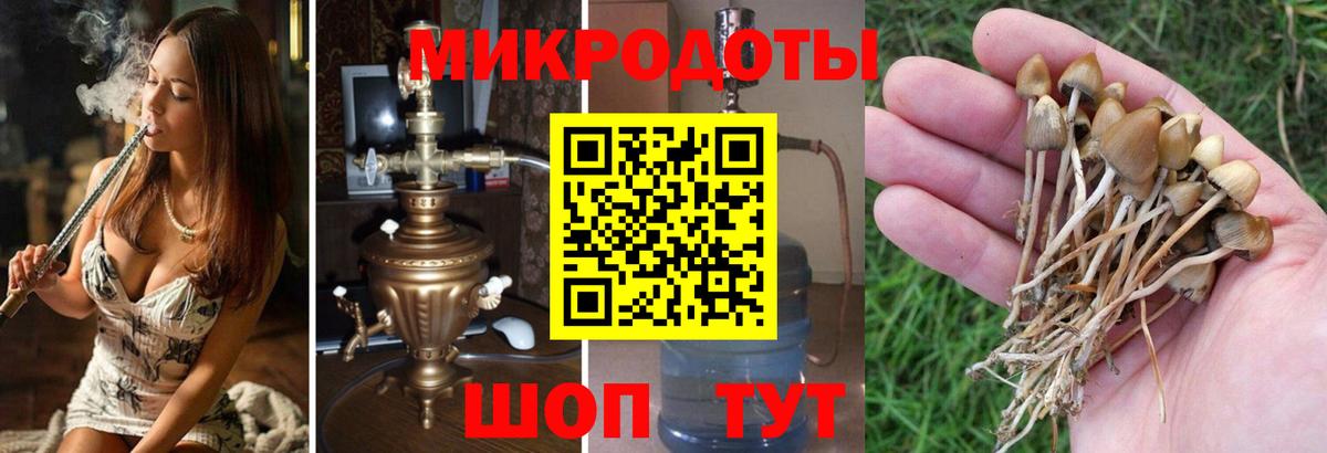Псилоцибиновые грибы Cubensis  Вход с VPN  Стрежевой  Псилоцибиновые грибы мицелий 